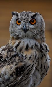 Preview wallpaper owl, bird, glance, gray