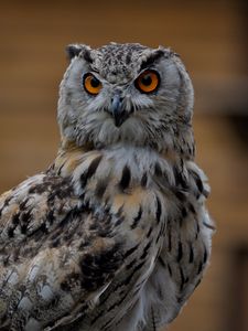 Preview wallpaper owl, bird, glance, gray