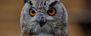 Preview wallpaper owl, bird, glance, gray