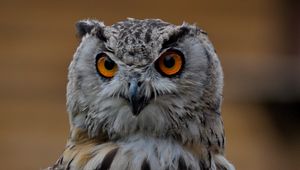 Preview wallpaper owl, bird, glance, gray