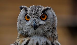 Preview wallpaper owl, bird, glance, gray