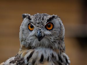 Preview wallpaper owl, bird, glance, gray