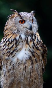 Preview wallpaper owl, bird, glance, watching