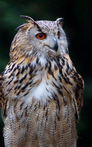 Preview wallpaper owl, bird, glance, watching