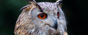 Preview wallpaper owl, bird, glance, watching