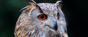 Preview wallpaper owl, bird, glance, watching