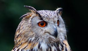 Preview wallpaper owl, bird, glance, watching