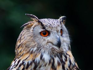 Preview wallpaper owl, bird, glance, watching