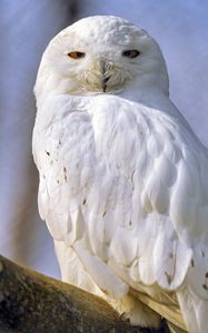 Preview wallpaper owl, bird, glance, feathers, white