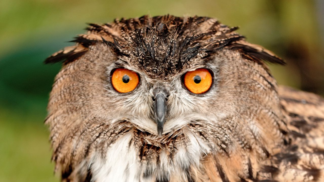 Wallpaper owl, bird, glance, beak, feathers