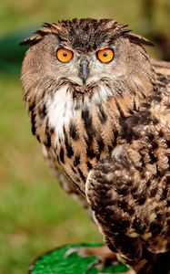 Preview wallpaper owl, bird, glance, beak, feathers