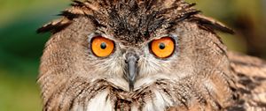 Preview wallpaper owl, bird, glance, beak, feathers