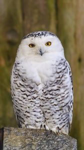 Preview wallpaper owl, bird, glance, feathers, watching, predator