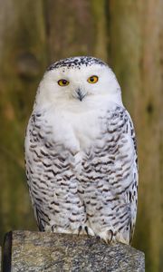 Preview wallpaper owl, bird, glance, feathers, watching, predator