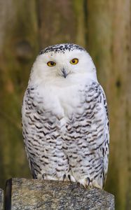 Preview wallpaper owl, bird, glance, feathers, watching, predator