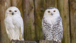 Preview wallpaper owl, bird, glance, feathers, watching, predator
