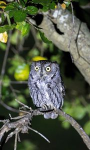 Preview wallpaper owl, bird, glance, tree, branches, wildlife