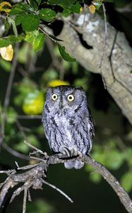 Preview wallpaper owl, bird, glance, tree, branches, wildlife