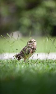 Preview wallpaper owl, bird, grass, predator, focus