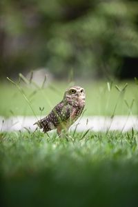 Preview wallpaper owl, bird, grass, predator, focus