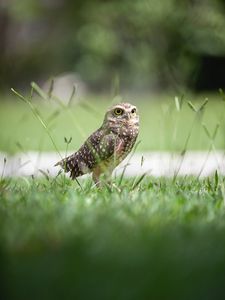 Preview wallpaper owl, bird, grass, predator, focus