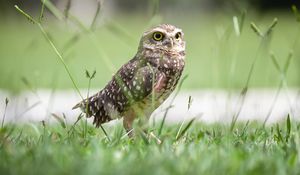 Preview wallpaper owl, bird, grass, predator, focus