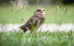 Preview wallpaper owl, bird, grass, predator, focus