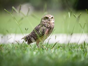 Preview wallpaper owl, bird, grass, predator, focus