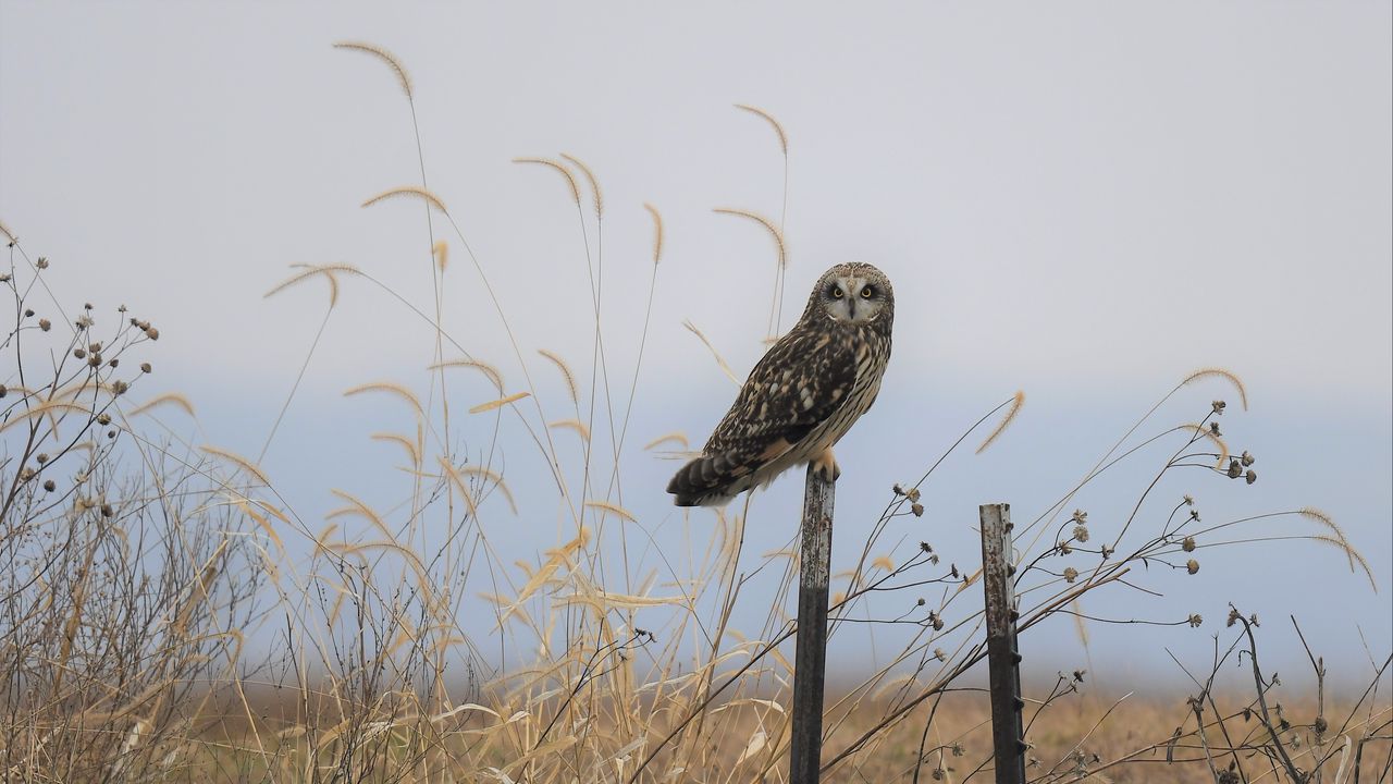 Wallpaper owl, bird, grass, dry