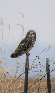 Preview wallpaper owl, bird, grass, dry