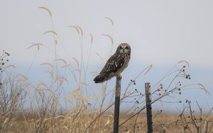 Preview wallpaper owl, bird, grass, dry
