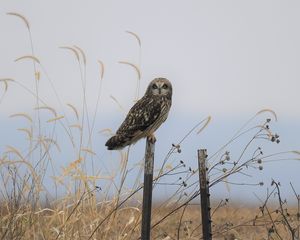 Preview wallpaper owl, bird, grass, dry
