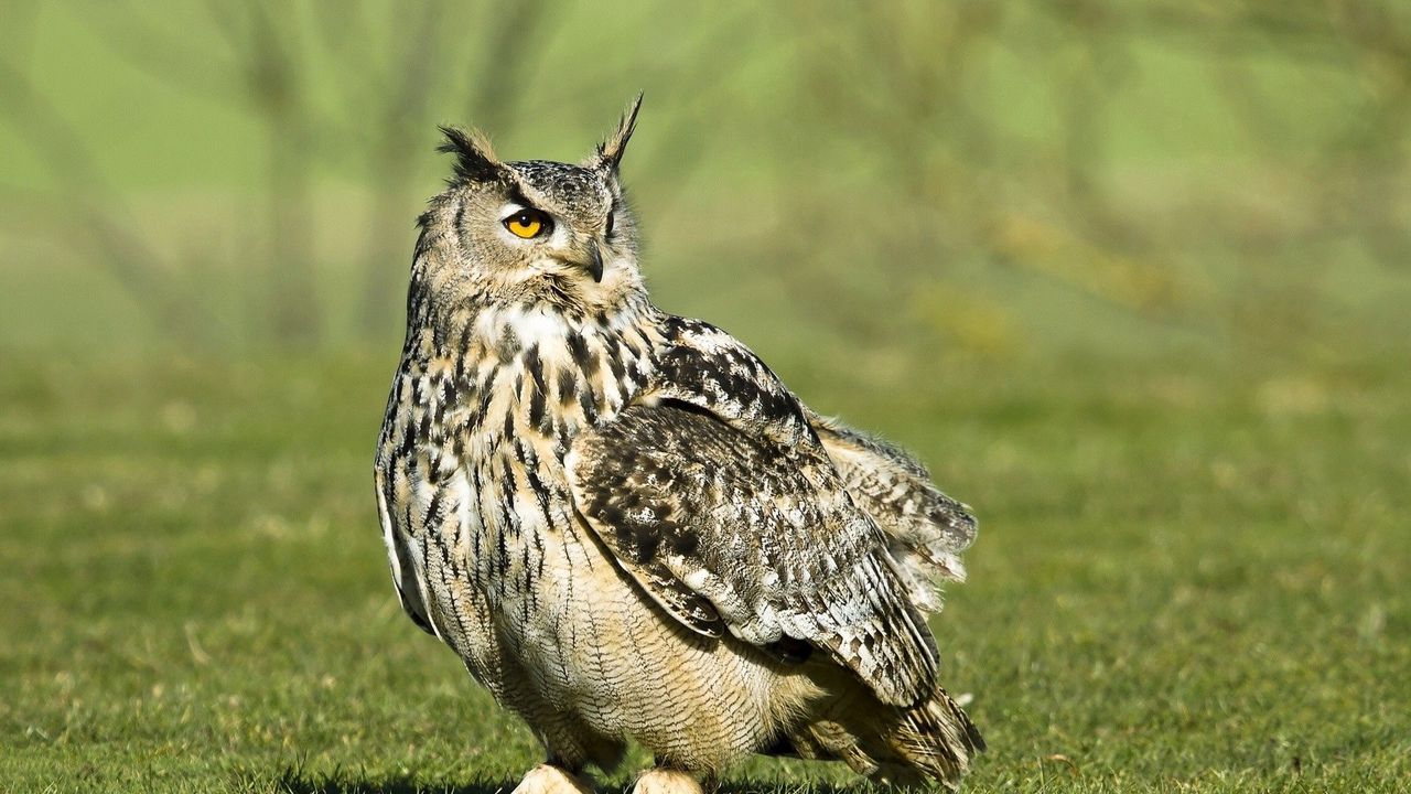 Wallpaper owl, bird, grass, large, walk, predator