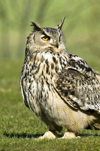 Preview wallpaper owl, bird, grass, large, walk, predator