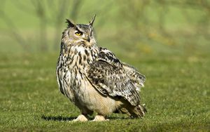 Preview wallpaper owl, bird, grass, large, walk, predator