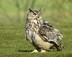 Preview wallpaper owl, bird, grass, large, walk, predator