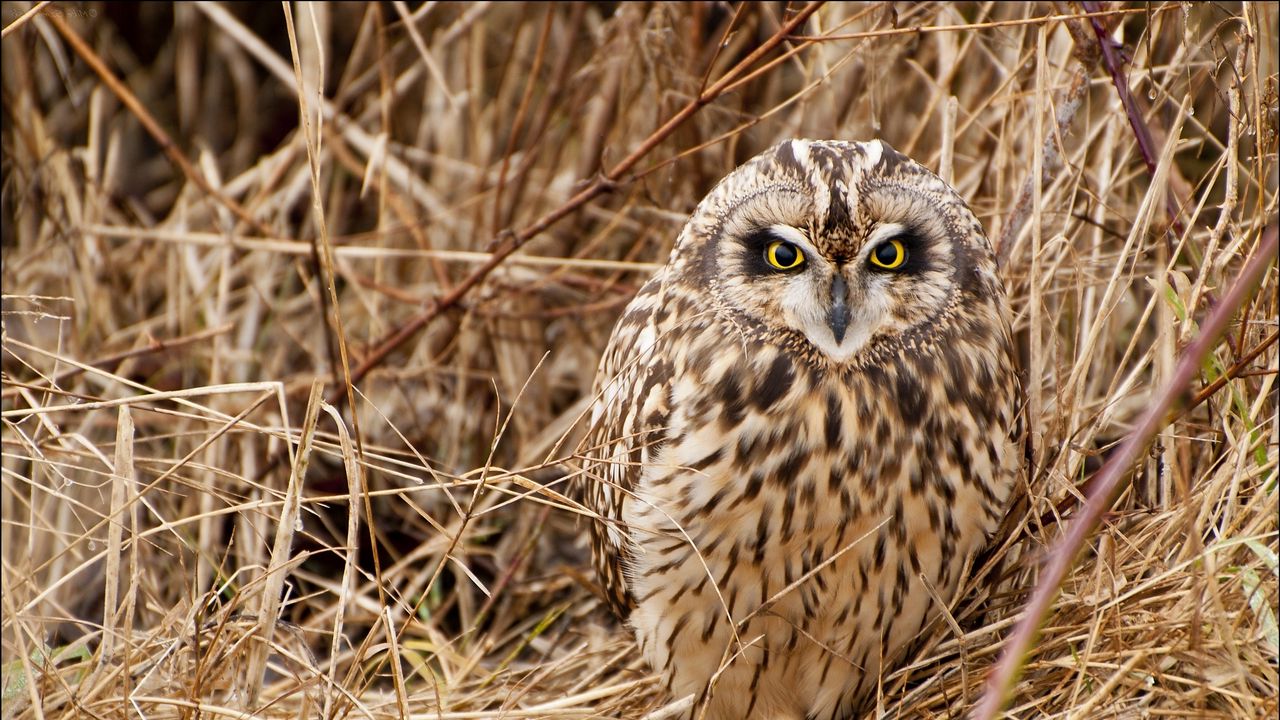 Wallpaper owl, bird, grass, predator