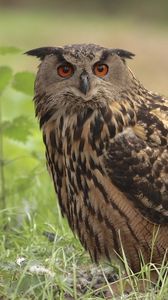 Preview wallpaper owl, bird, grass