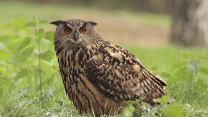 Preview wallpaper owl, bird, grass