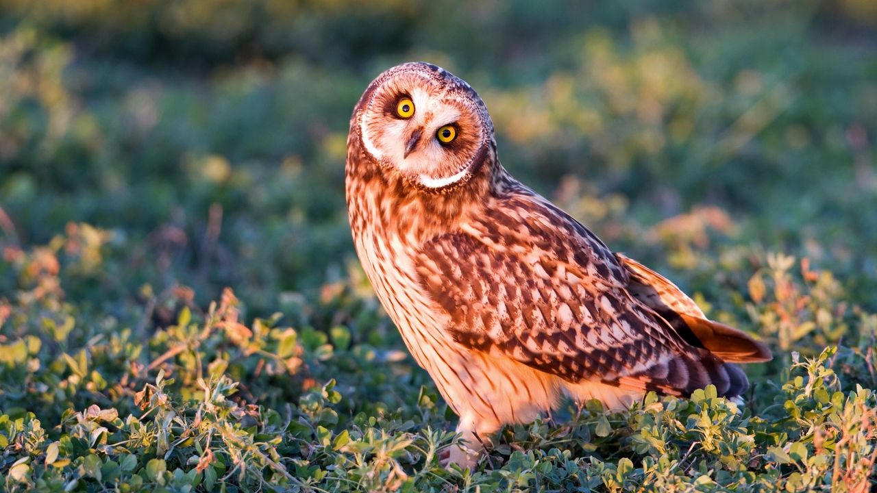 Wallpaper owl, bird, grass, predator, look