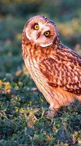 Preview wallpaper owl, bird, grass, predator, look
