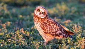 Preview wallpaper owl, bird, grass, predator, look