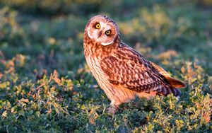 Preview wallpaper owl, bird, grass, predator, look