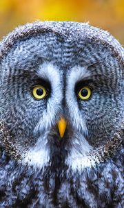 Preview wallpaper owl, bird, gray, glance, eyes
