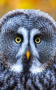 Preview wallpaper owl, bird, gray, glance, eyes
