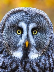 Preview wallpaper owl, bird, gray, glance, eyes