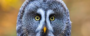 Preview wallpaper owl, bird, gray, glance, eyes