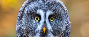 Preview wallpaper owl, bird, gray, glance, eyes