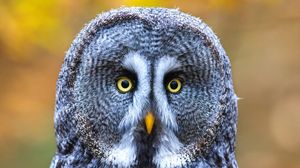 Preview wallpaper owl, bird, gray, glance, eyes