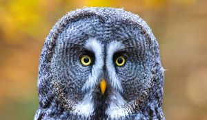 Preview wallpaper owl, bird, gray, glance, eyes